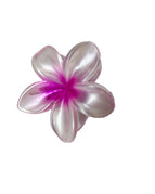 Pearl Plumeria Rubra