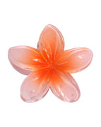 Orange Plumeria Rubra 8CM Each